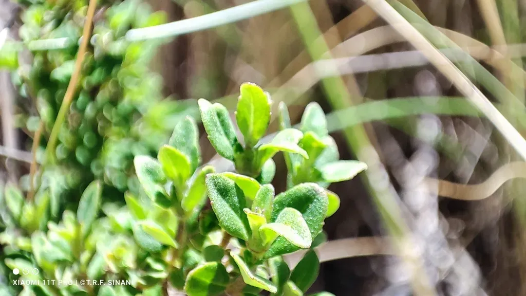 Clinopodium Bolivianum