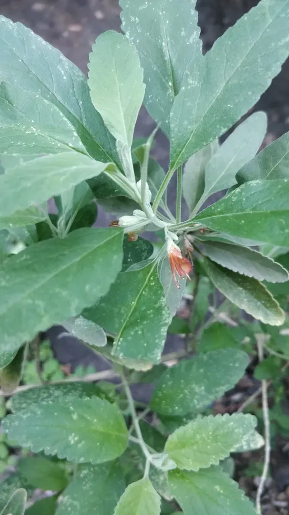 Teucrium Heterophyllum