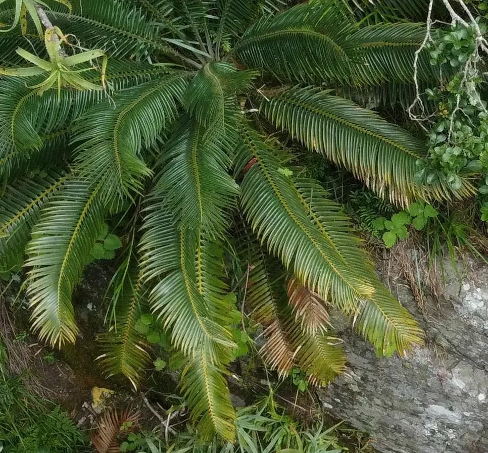 Barberton Cycad