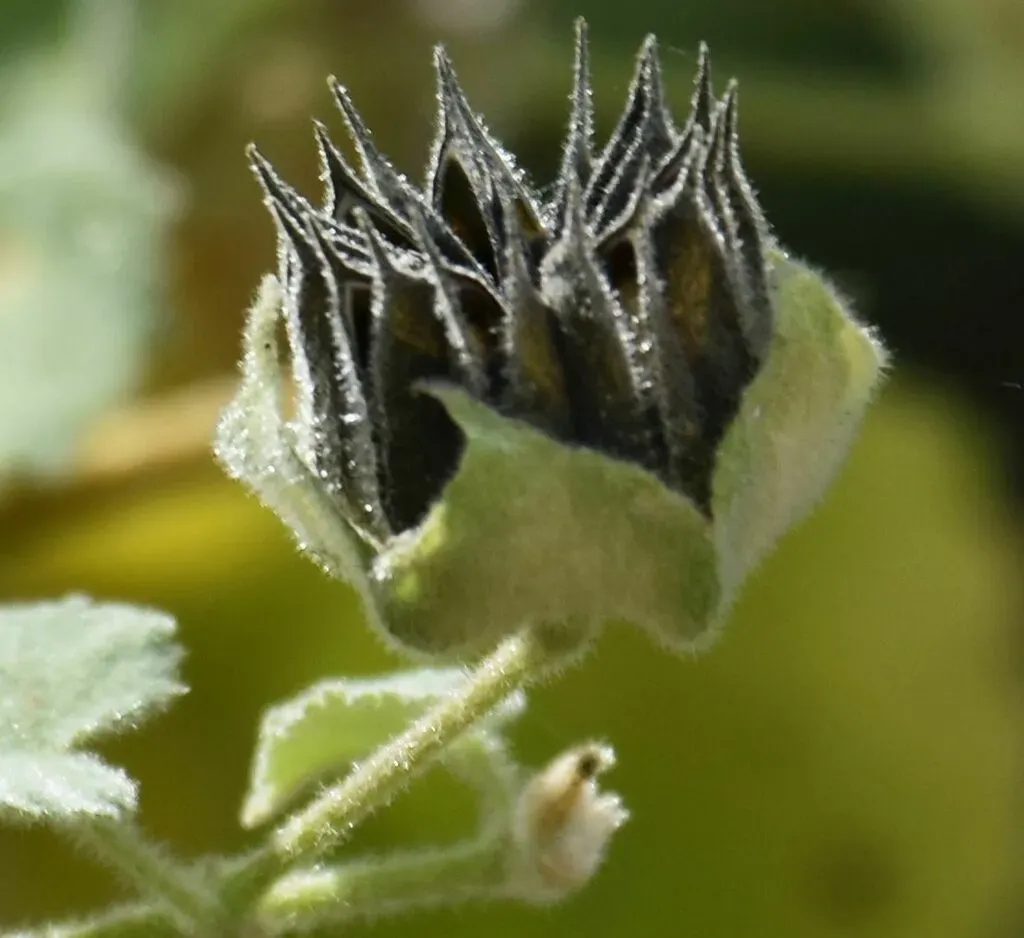 Abutilon Californicum