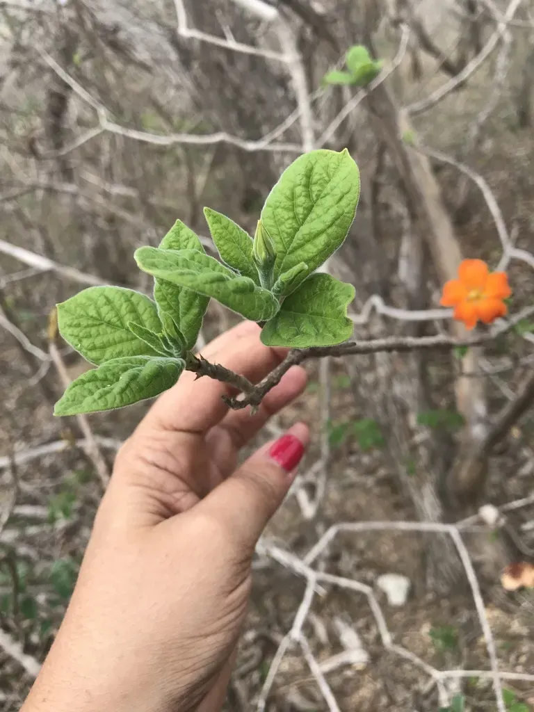 Sphinctanthus Aurantiacus