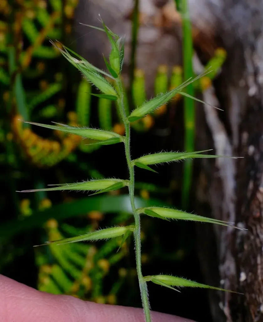 Australopyrum Pectinatum
