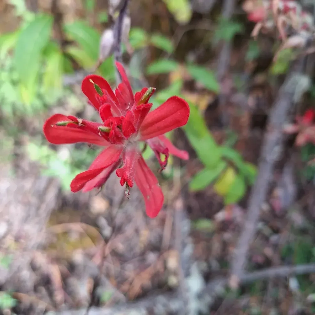 Castilleja Cryptandra