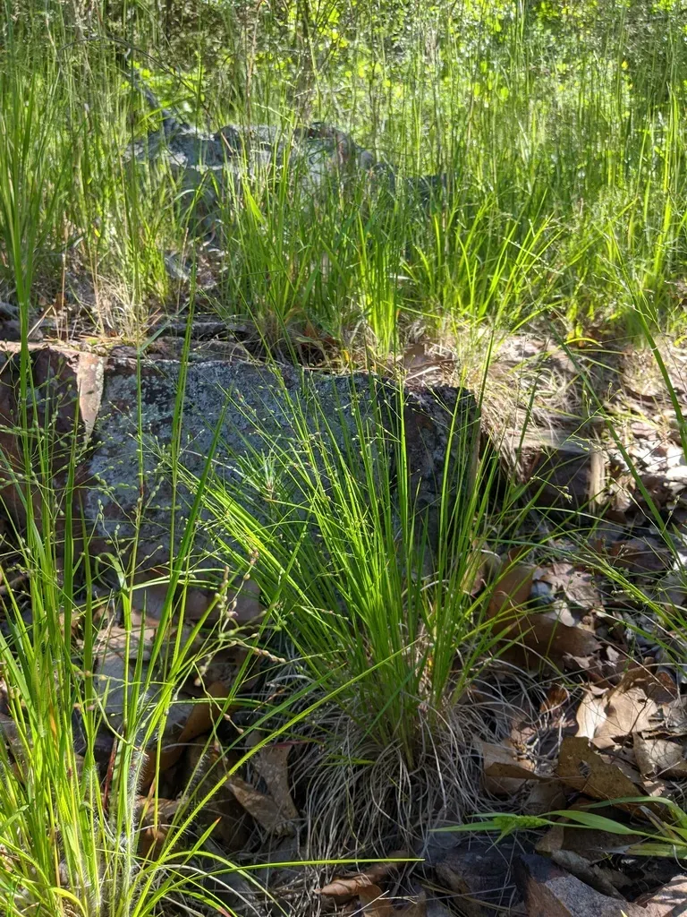 Linear-leaved Rosette-panicgrass