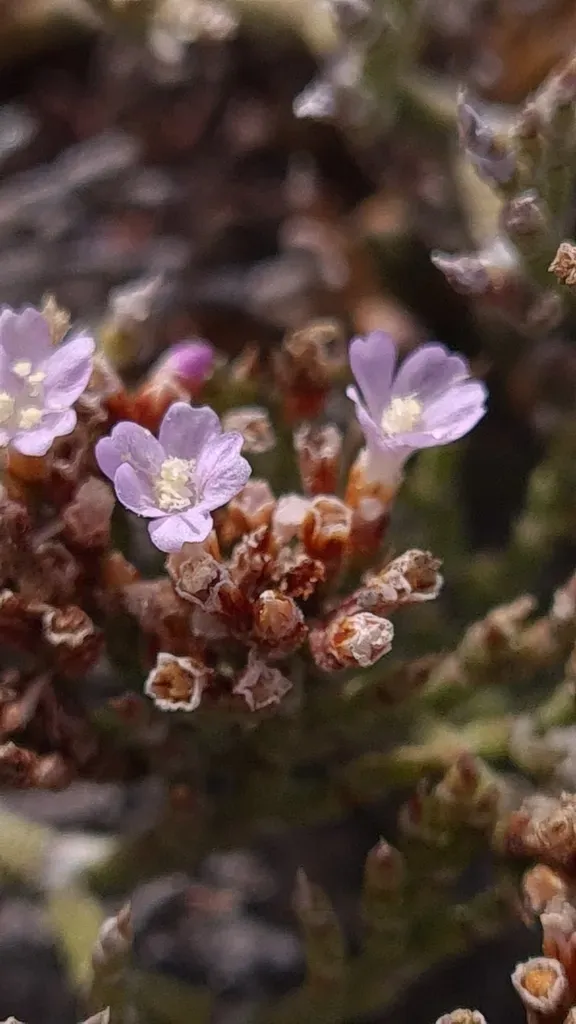 Limonium Dyeri