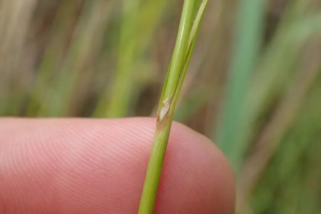 Dotted Sedge