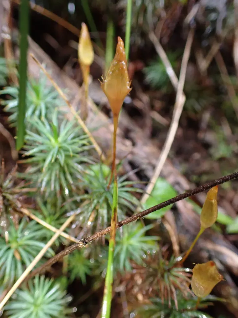 Dawsonia Polytrichoides
