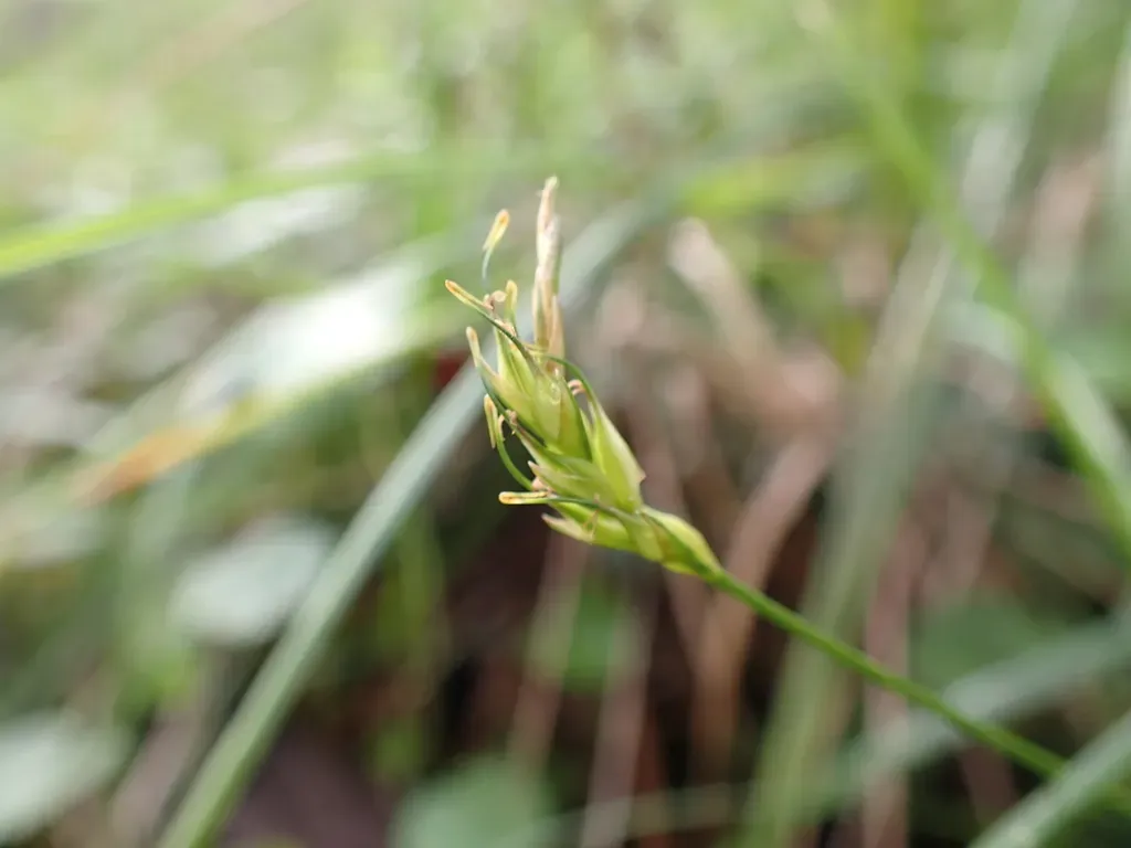 Carex Flaccida