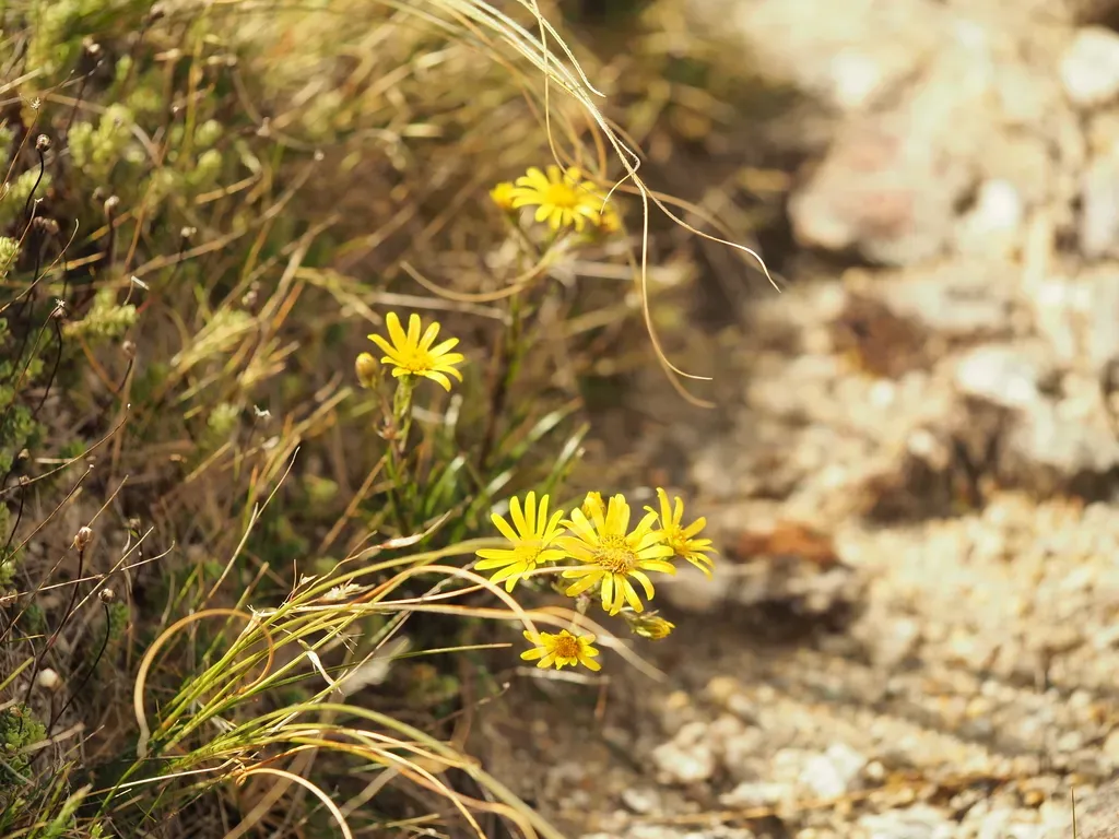 Yellow Snow Marguerite