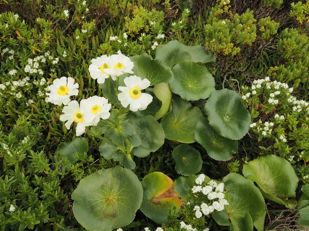 Mount Cook Buttercup