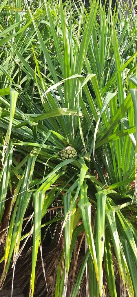 Pandanus Leram