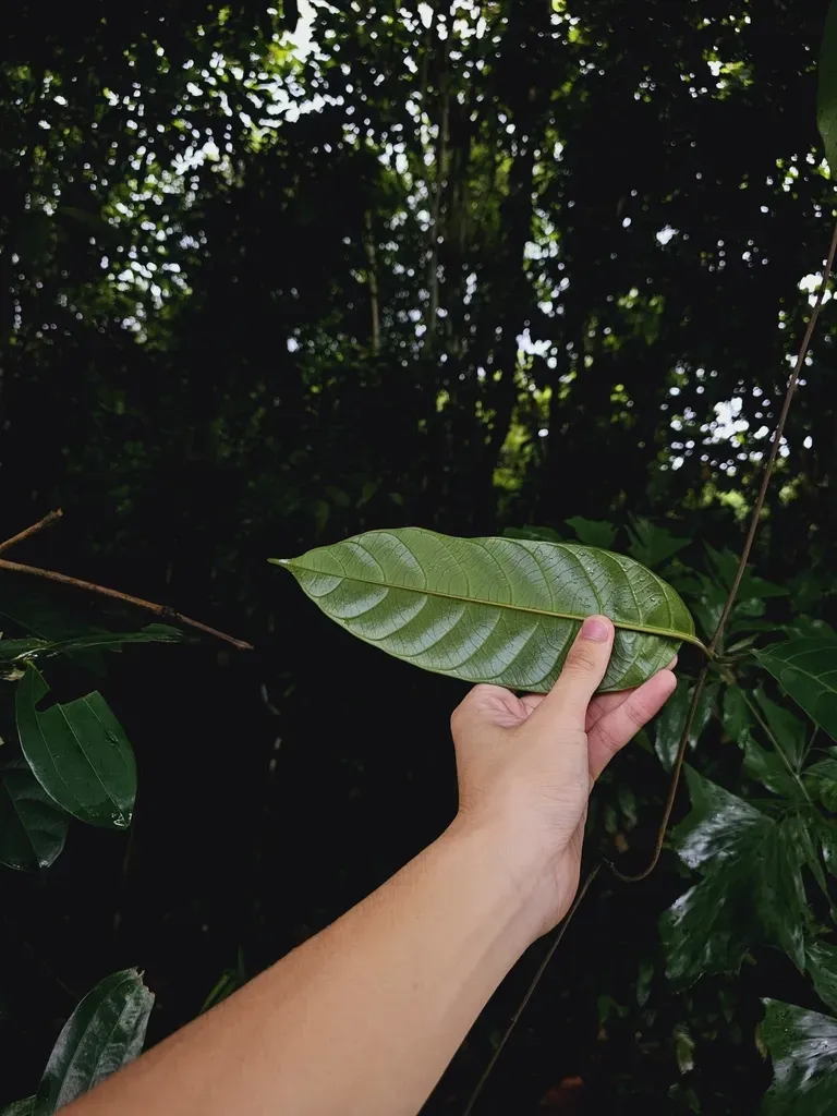 Anodendron Candolleanum