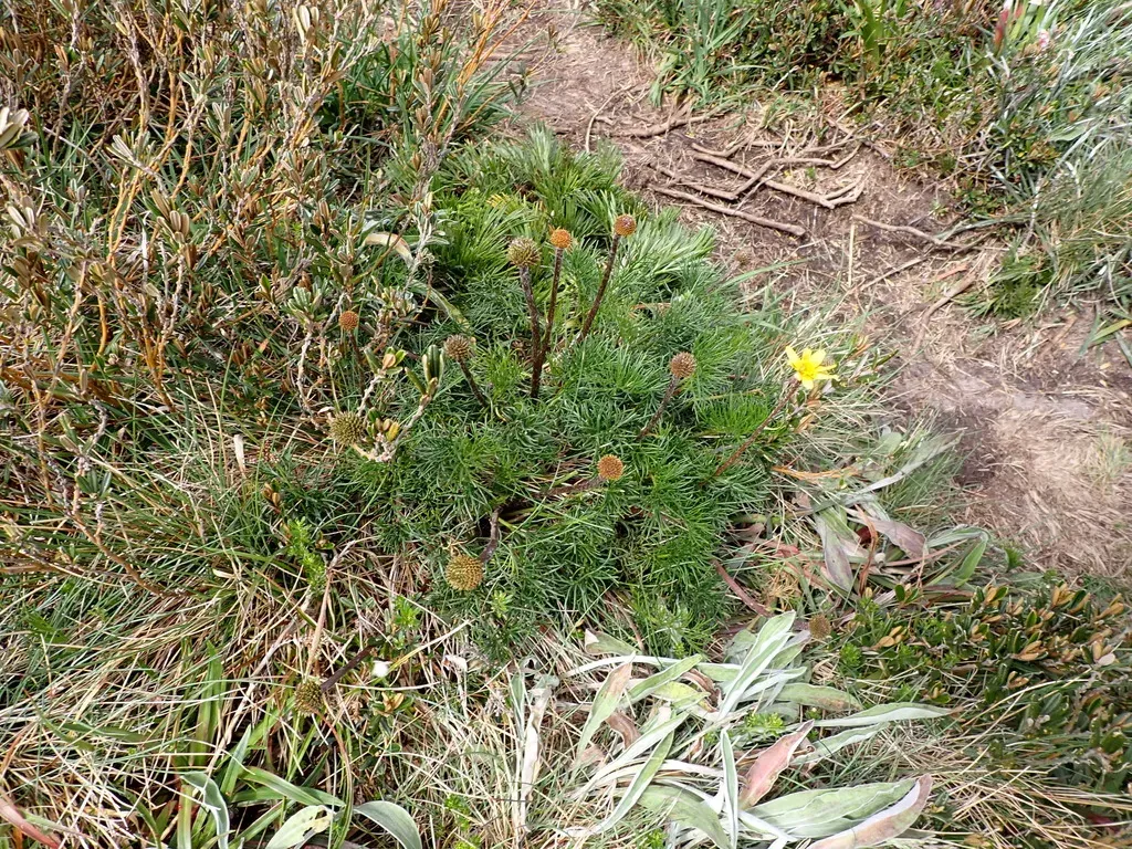 Gunn's Alpine Buttercup