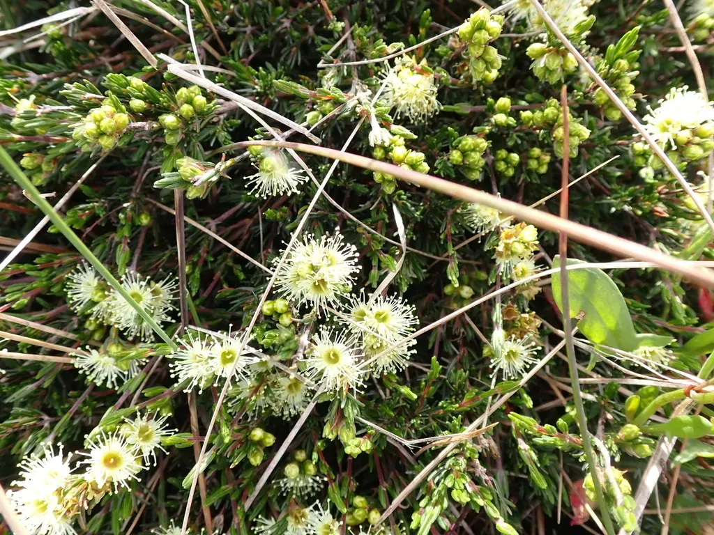 Kunzea Muelleri