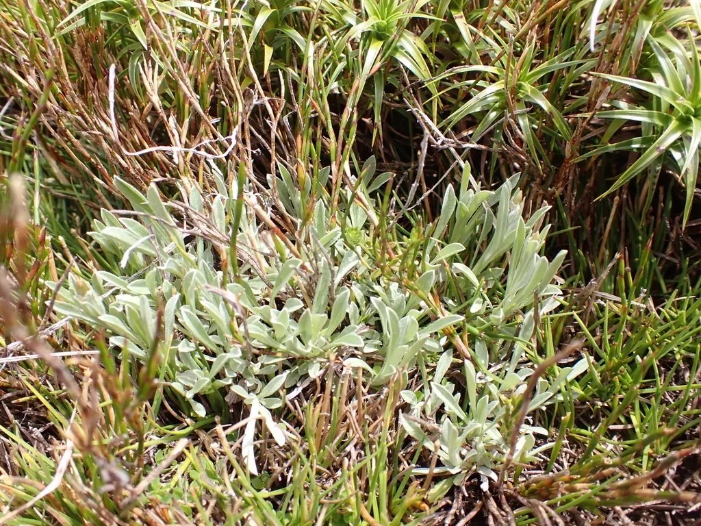 Argyrotegium Poliochlorum