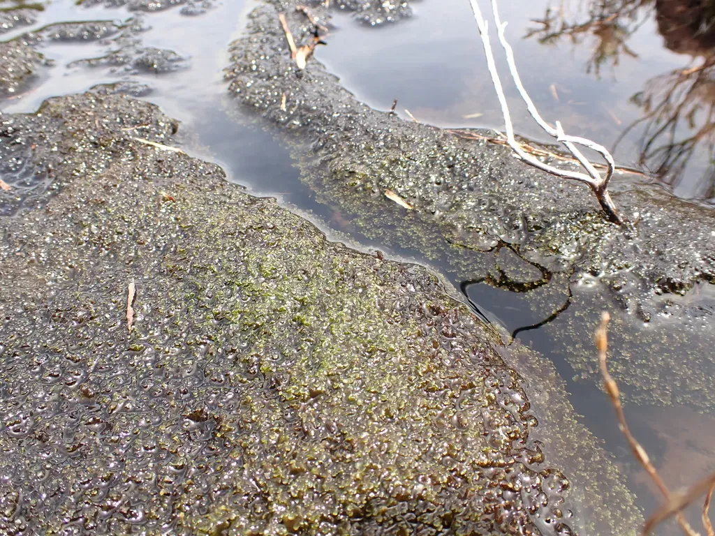 Riccardia Bipinnatifida