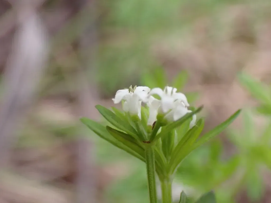 Asperula Polymera