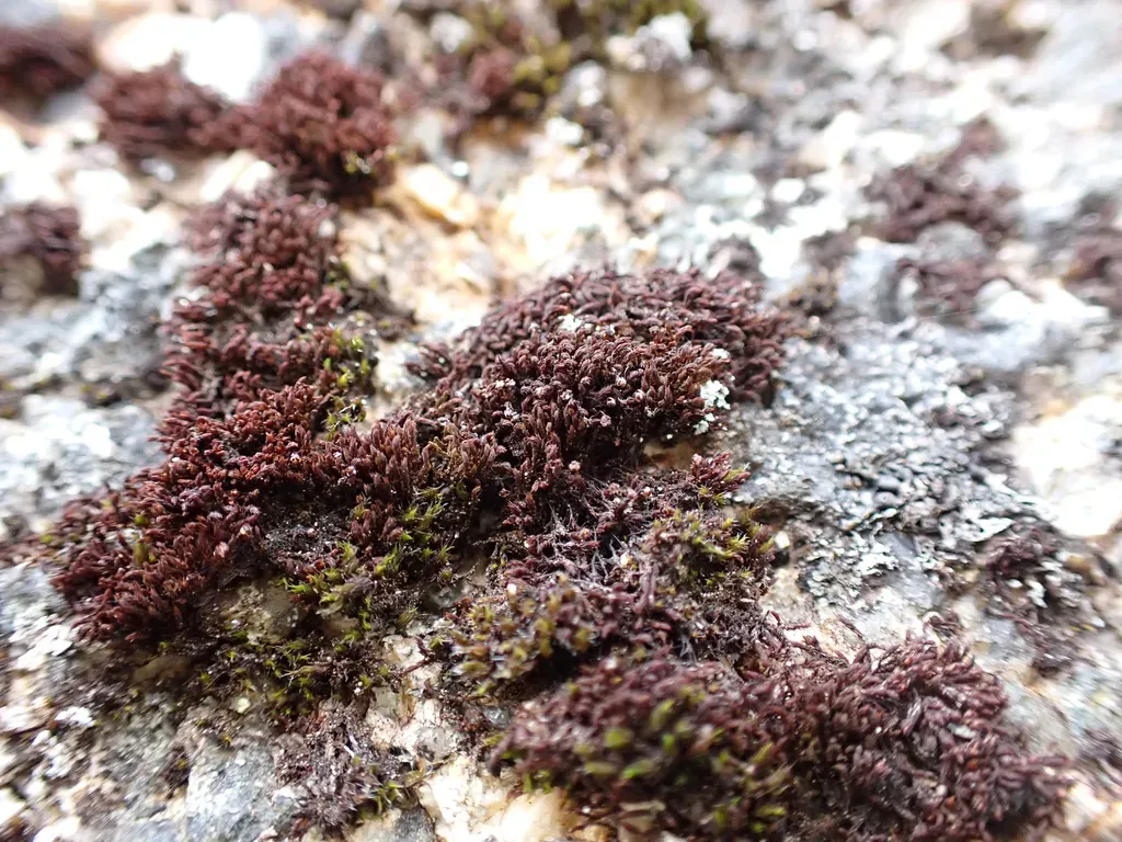 Changeable Rock-moss