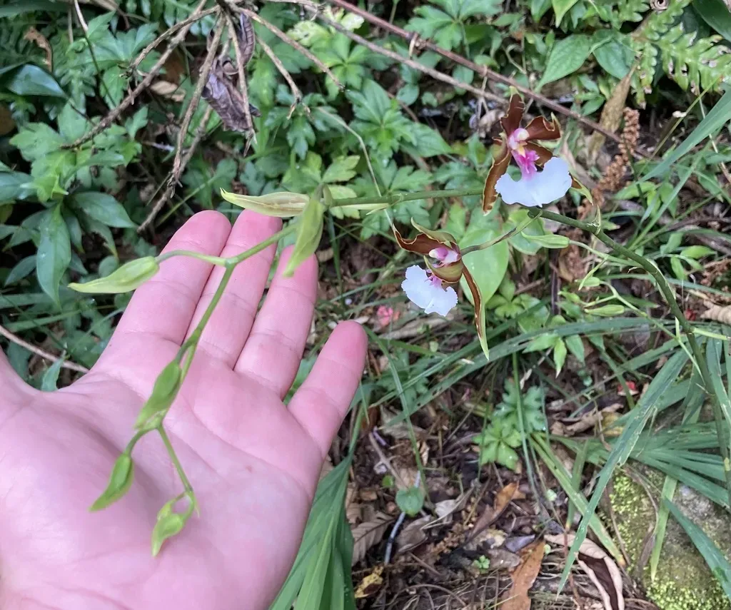 Oncidium Cariniferum