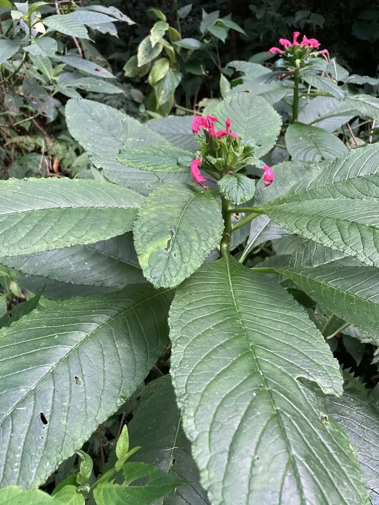 Centropogon Congestus