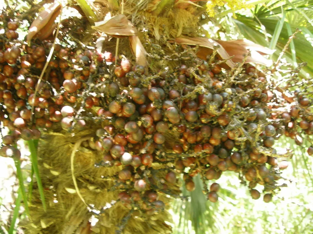 Jelly Palm