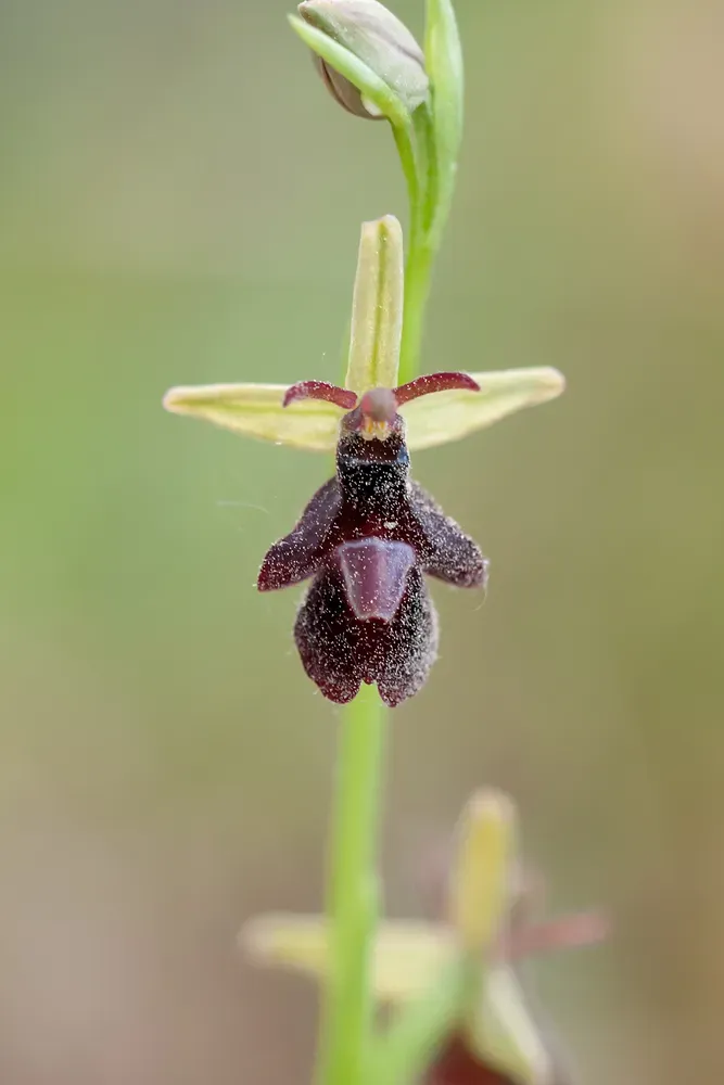 Ophrys × Daneschiana