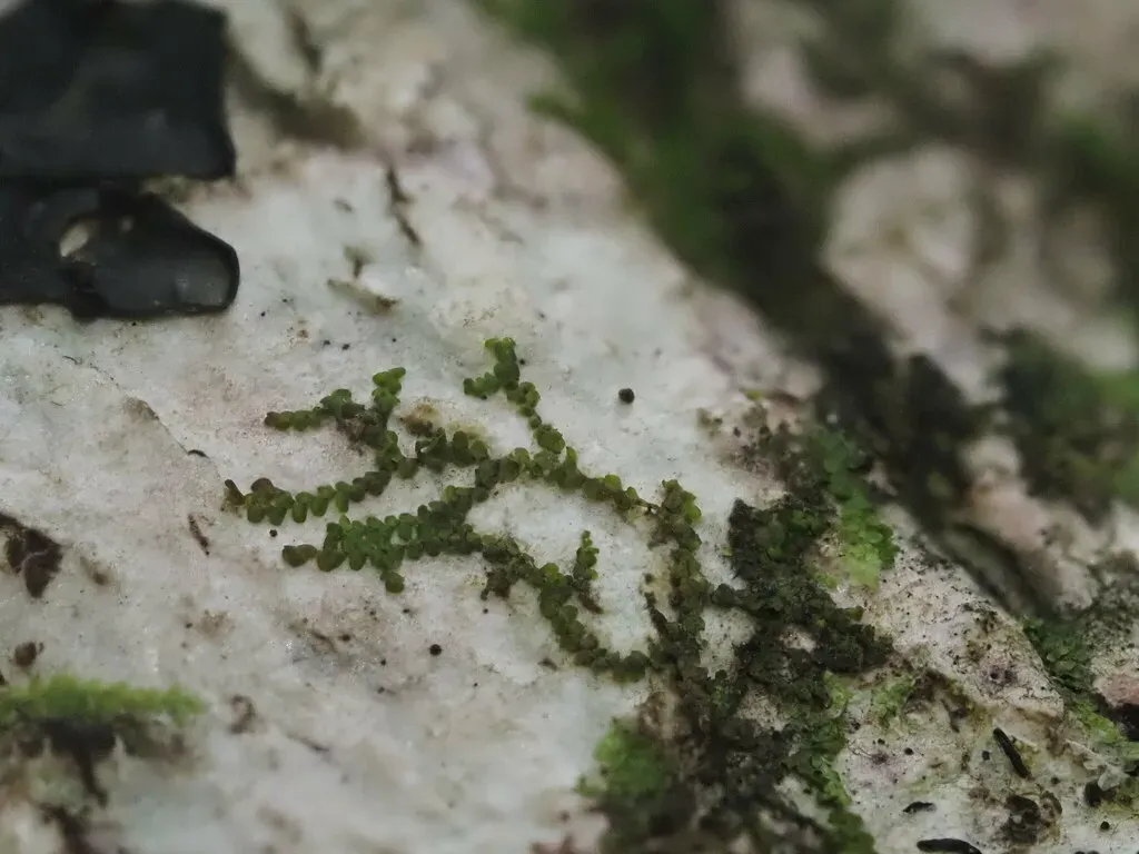 Frullania Oahuensis