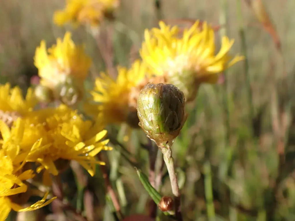 Podolepis Hieracioides