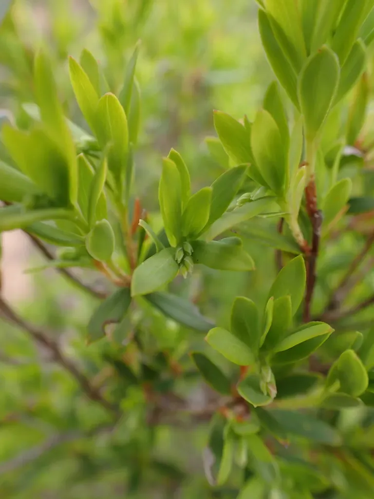 Drooping Beard-heath