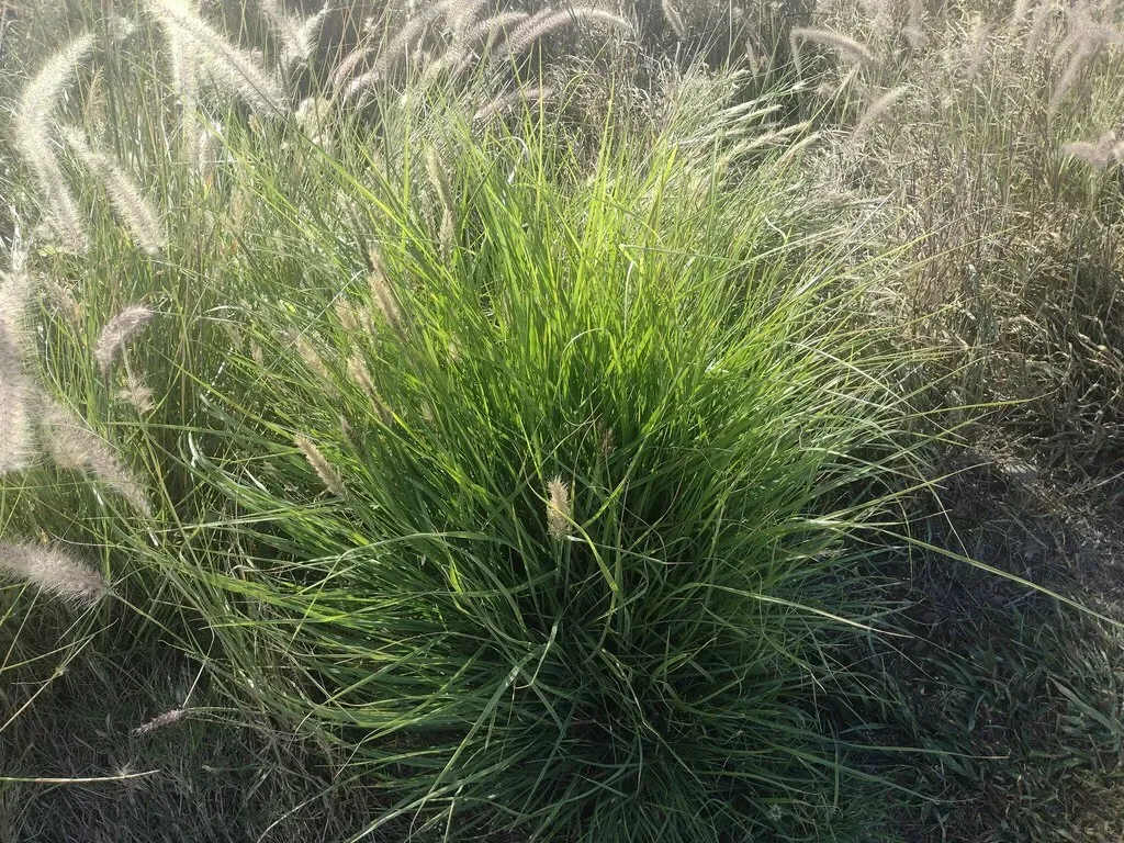 Cenchrus × Peregrinus