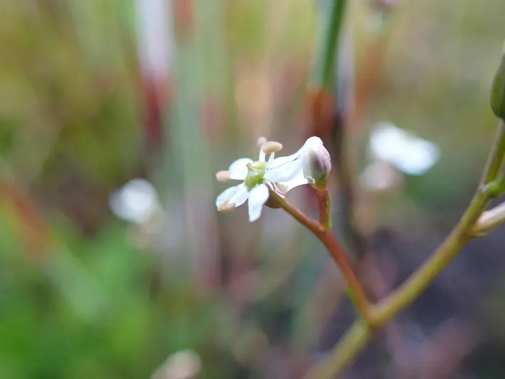 Oschatzia Cuneifolia