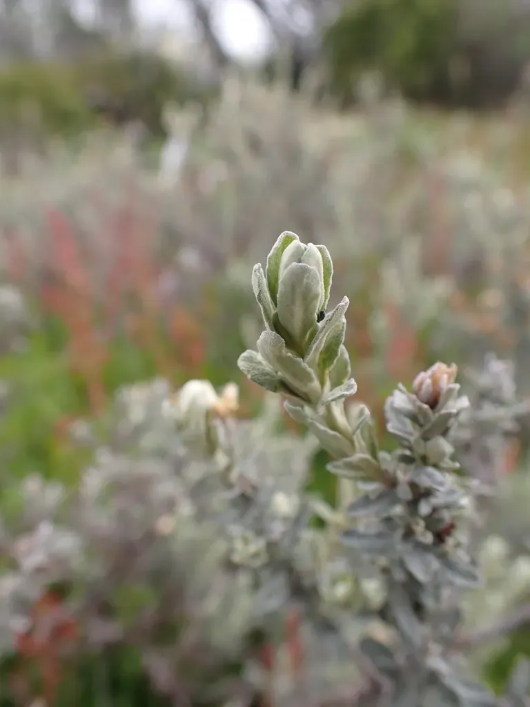 Olearia Brevipedunculata