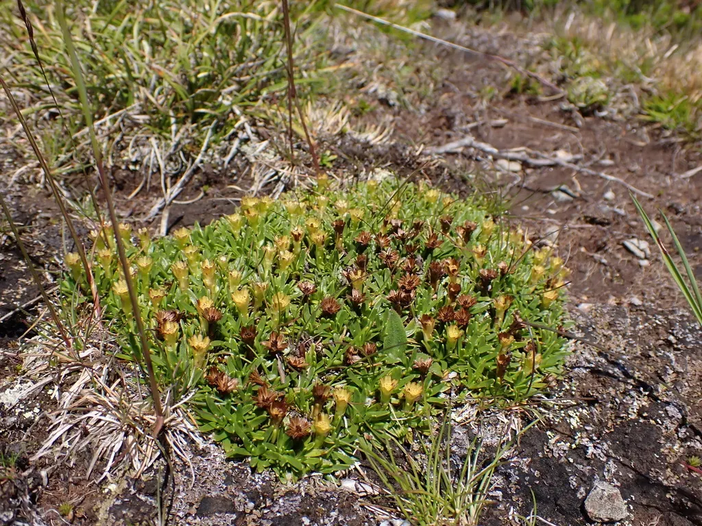 Abrotanella Nivigena