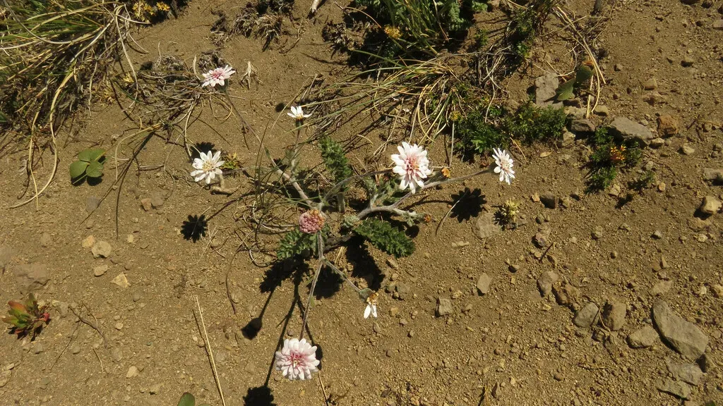 Leucheria Millefolium