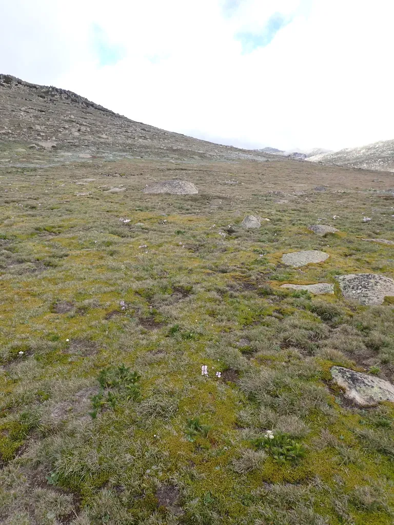 Argyrotegium Nitidulum