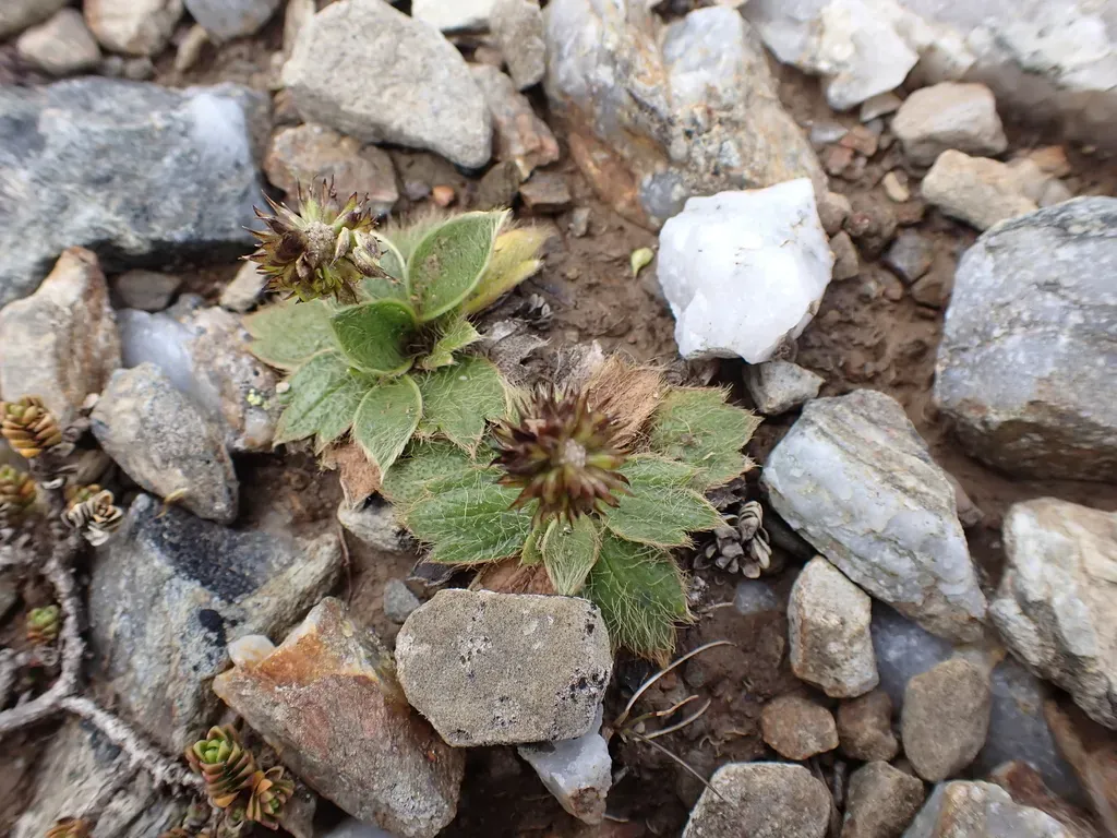Ranunculus Acrophilus