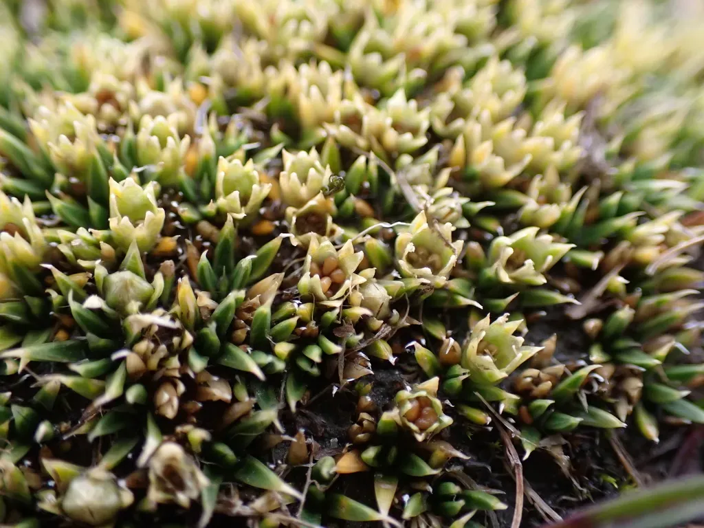 Colobanthus Pulvinatus