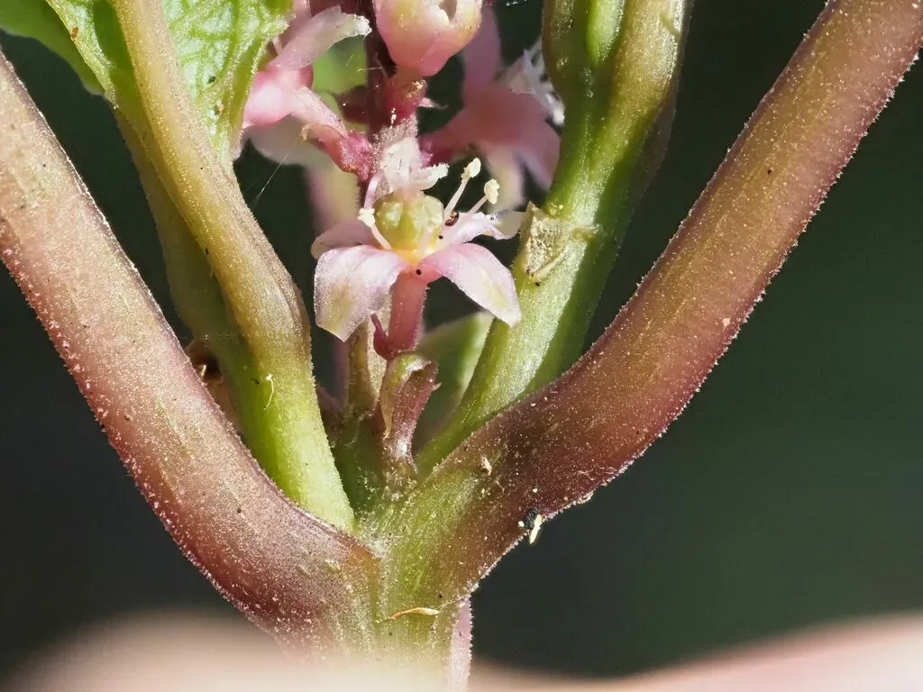 Hawai'i Pokeweed
