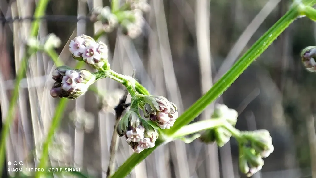 Valeriana Radicata