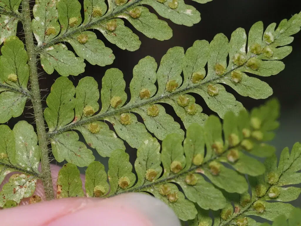 Dryopteris Rubiginosa