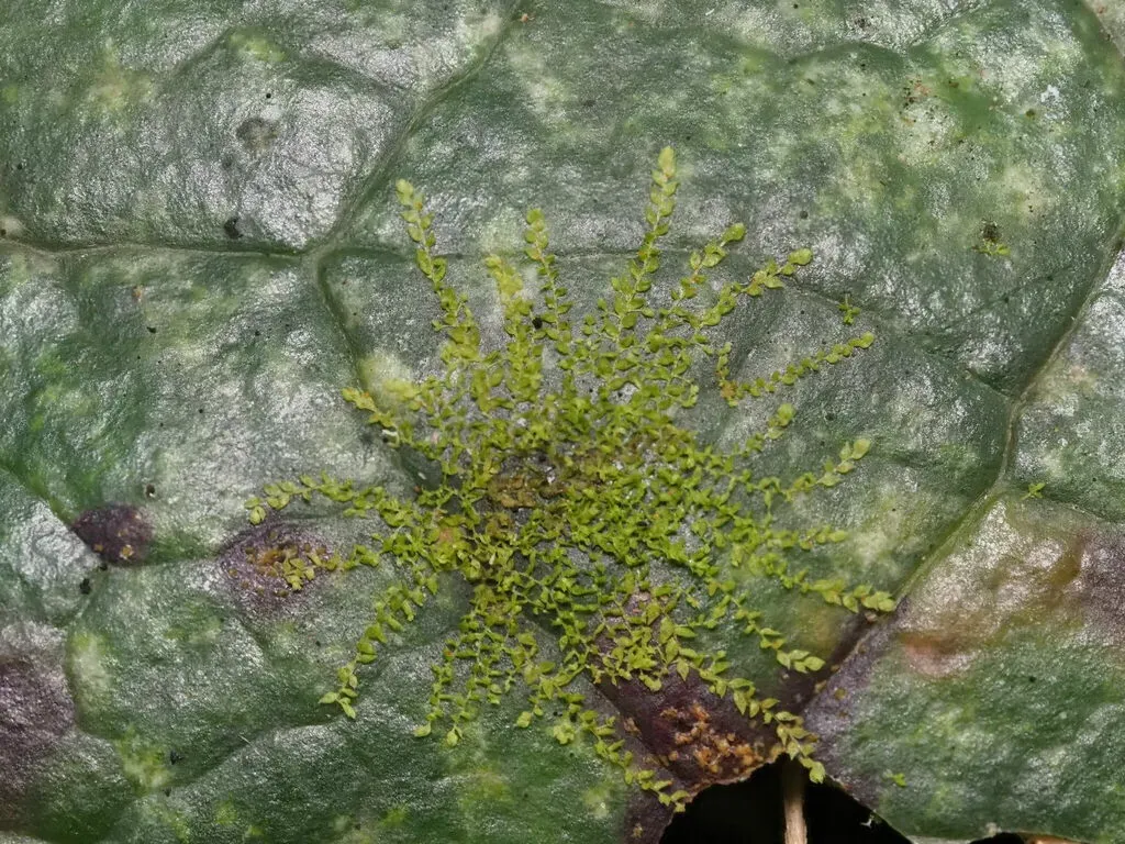 Drepanolejeunea Anderssonii