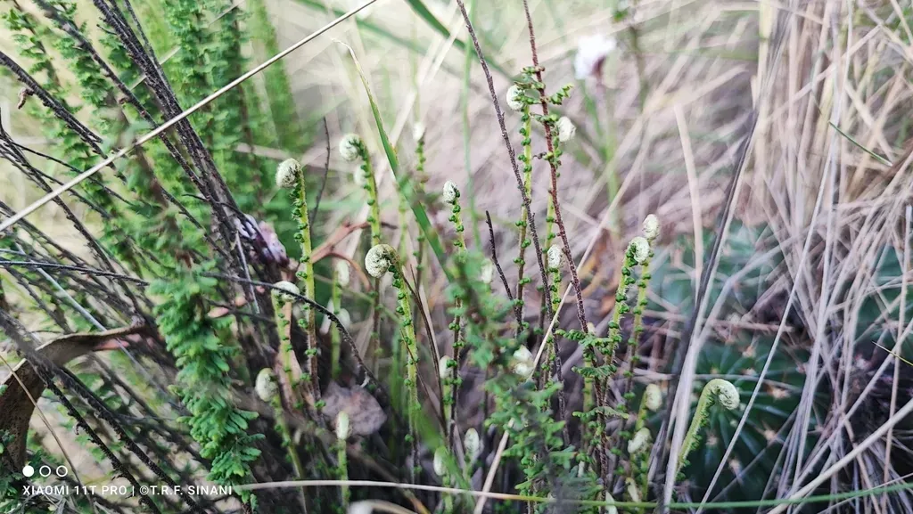 Woodsia Montevidensis