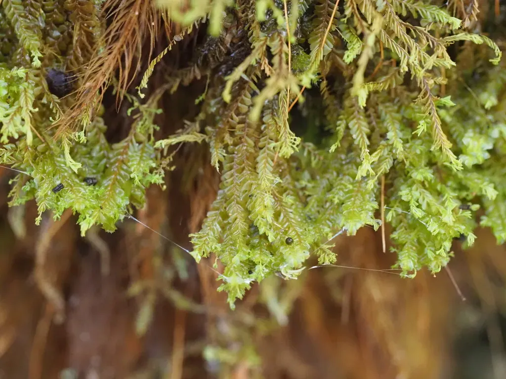 Plagiochila Gaudichaudii