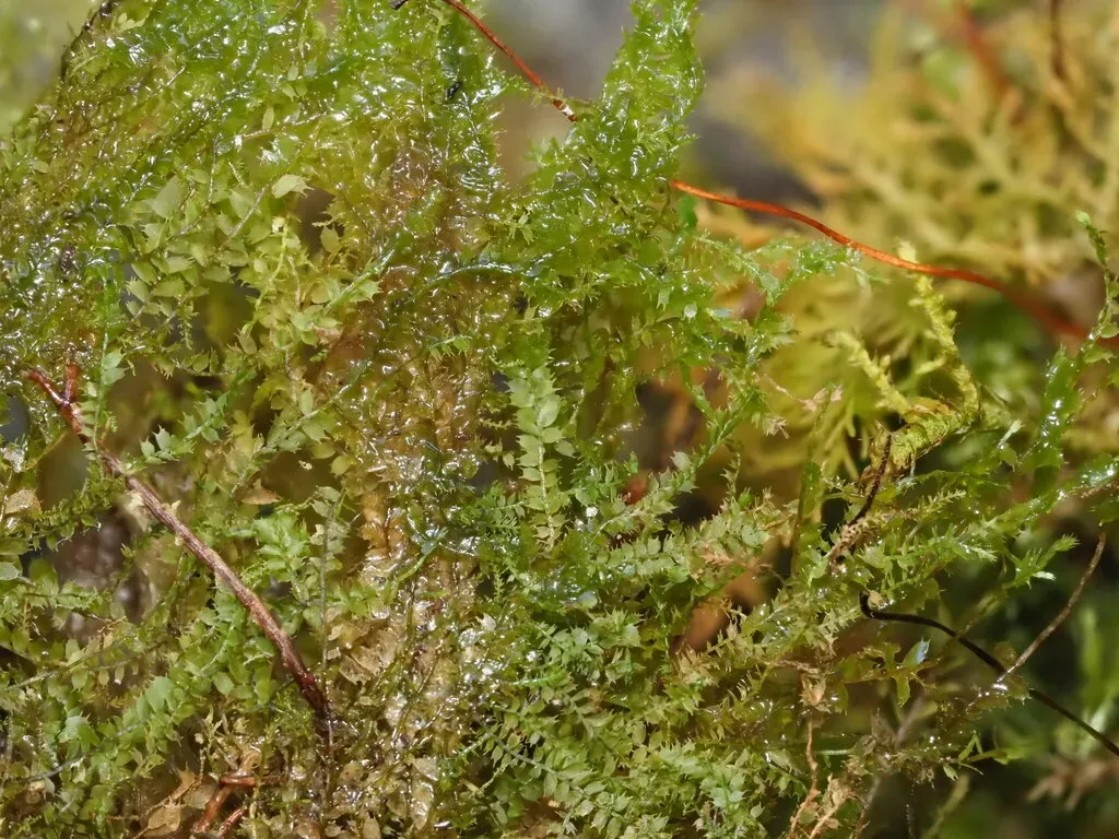 Plagiochila Gracillima