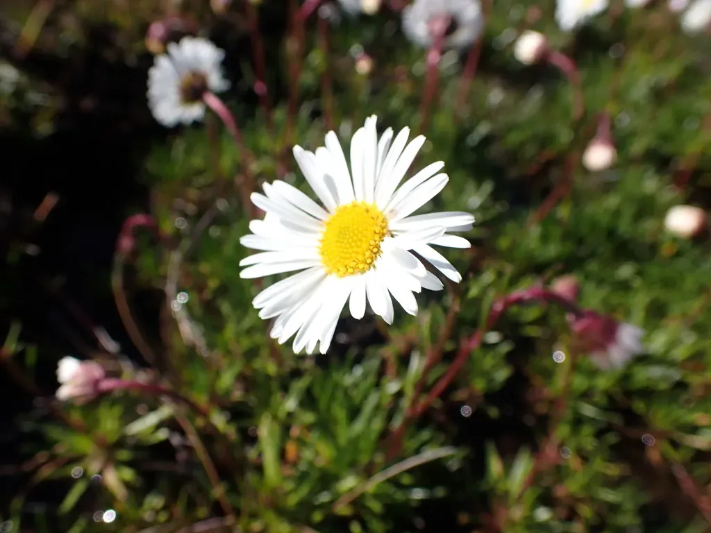 Brachyscome Stolonifera