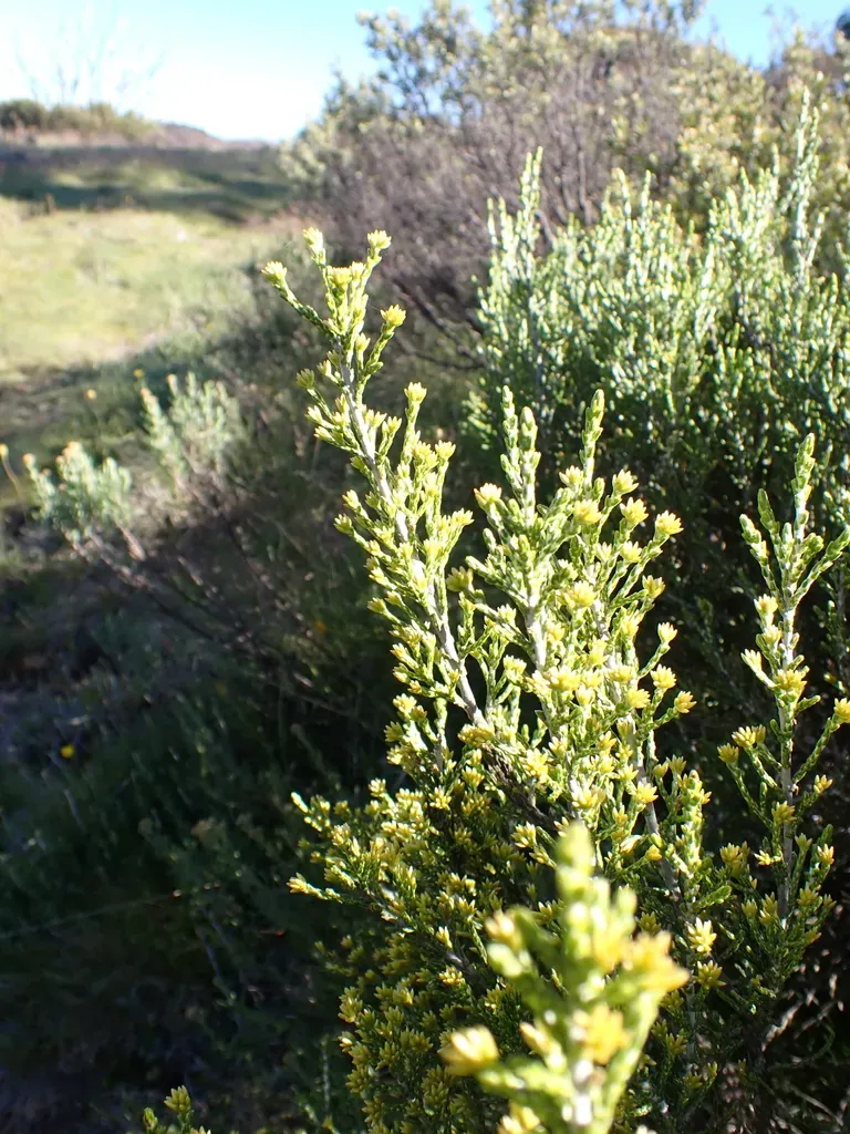 Kerosene Bush