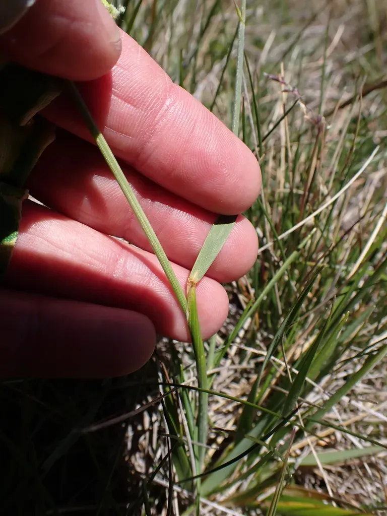 Australopyrum Velutinum