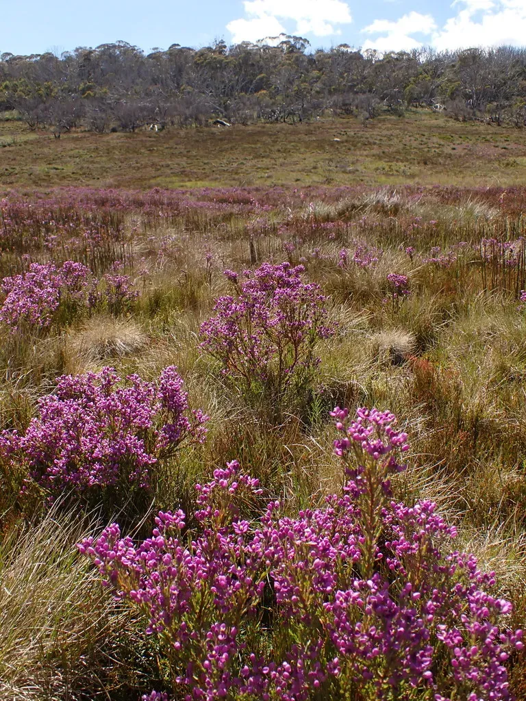 Mountain Milkwort
