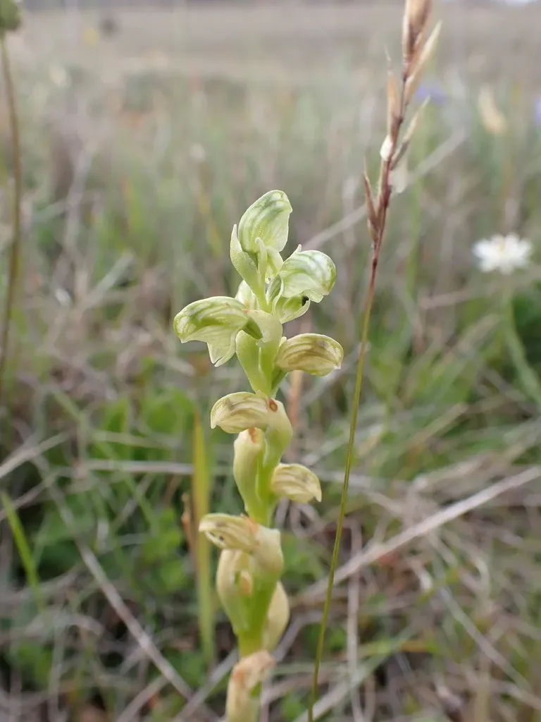 Alpine Swan Greenhood