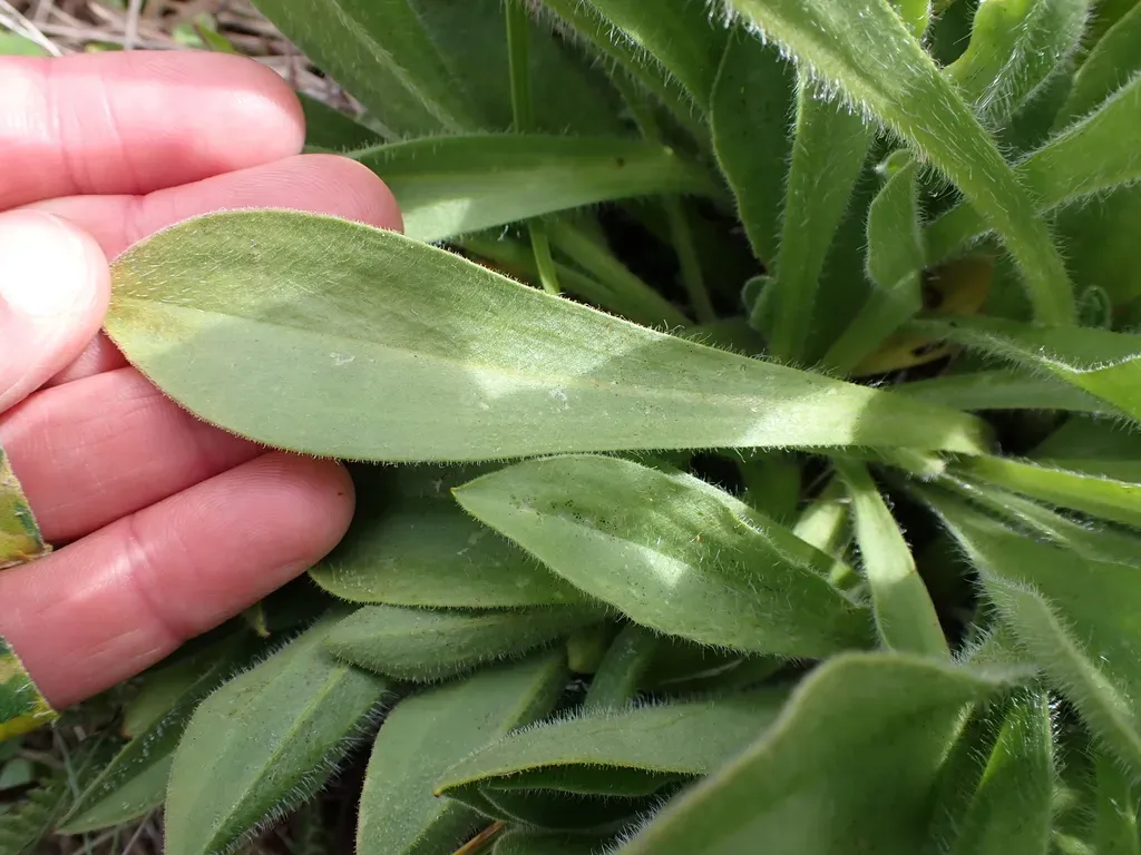 Orange Billy Buttons